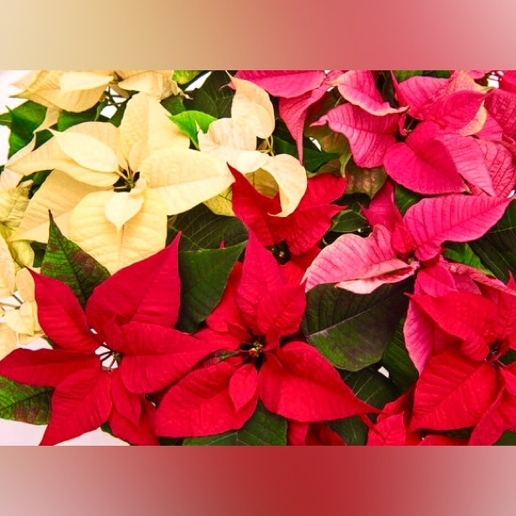 ππ€ππ΄ππ€ππ΄ππ€ππ΄ππ€ππ΄ - Picture 2 of 13